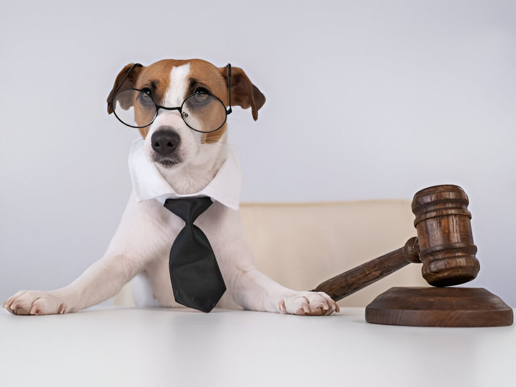 Dog Bite Lawyer: Key Factors to Consider When Seeking Legal Representation