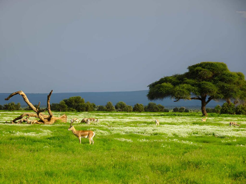 Kenya Safari: Unveiling the Beauty of Africa's Wildlife and Landscapes